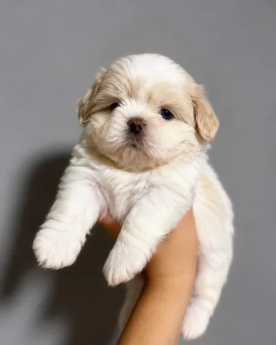 Filhote de shihtzu a pronta entrega 