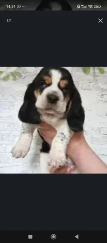 Basset Hound - Personalidade Forte