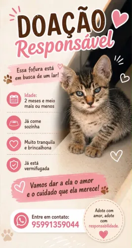 Adoção de gatinha