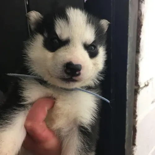 Filhotes de Husky Siberiano | Um coração gigante.