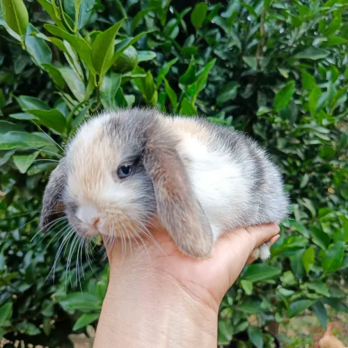 Mini coelhos