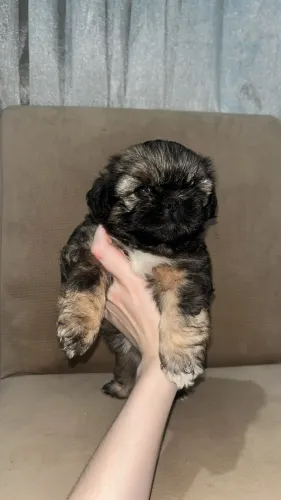 SHIHTZU