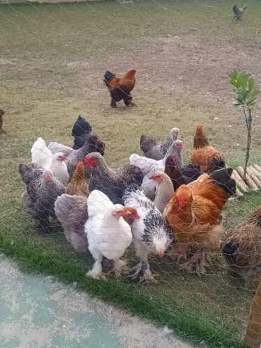 Ovos galados de galinhas BRAHMAS 