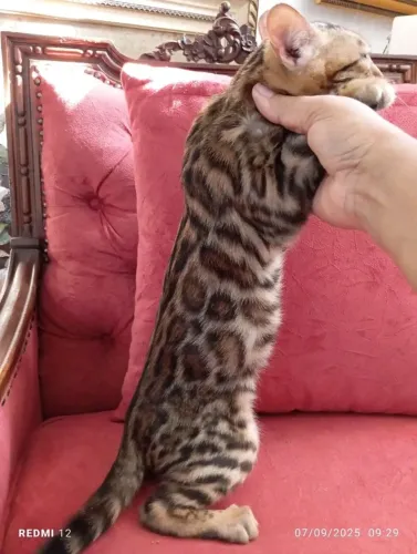 Bengal