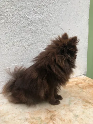 Lulu da Pomerania fêmea