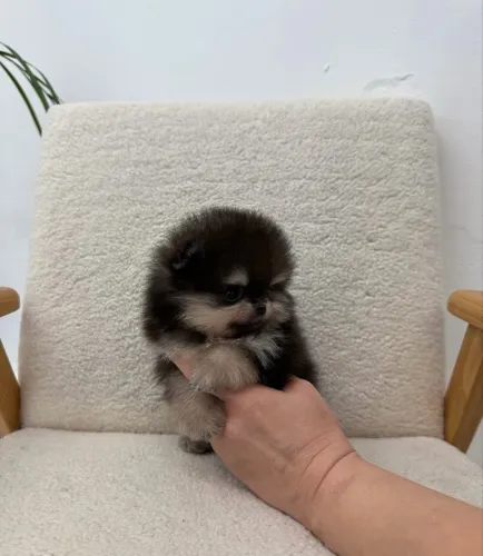 Neste Dia dos Namorados, presenteie com um Spitz Alemão Anão e eternize esse momento.