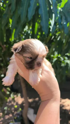 Shih Tzu transformando momentos simples em alegria