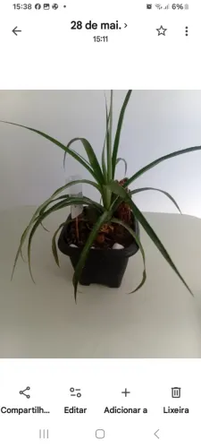 Planta Abacaxi De Jardim + Hastes Artesanais Para Plantas