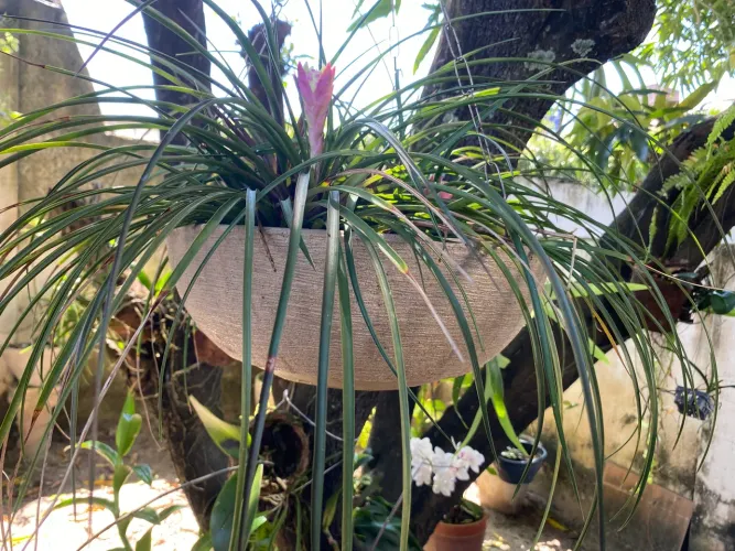 Planta Flor de Tilandsia