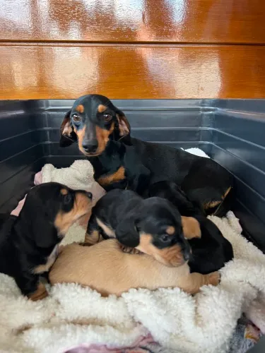 Filhote de Dachshund Teckel Miniatura