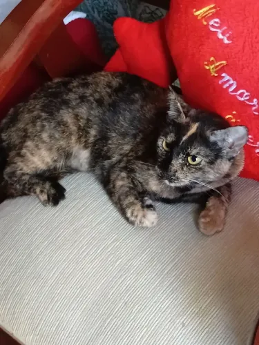 Gata castrada para adoção 