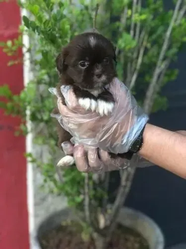 Seu Shih Tzu com 1ª Dose da Vacina