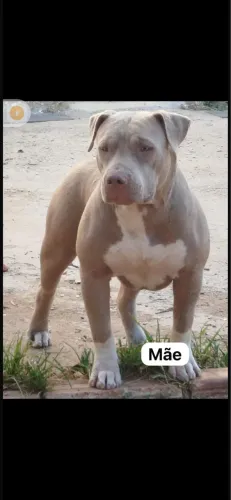 Vendo filhotes de pitbull