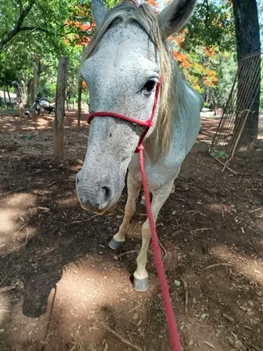 Égua a venda 