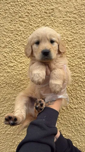 Filhote de golden retriever um raio de alegria para sua família