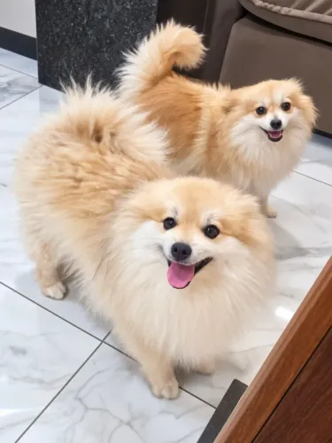 Cachorro lulu pomerania 