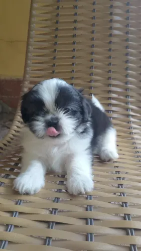 Filhote de Shih Tzu macho
