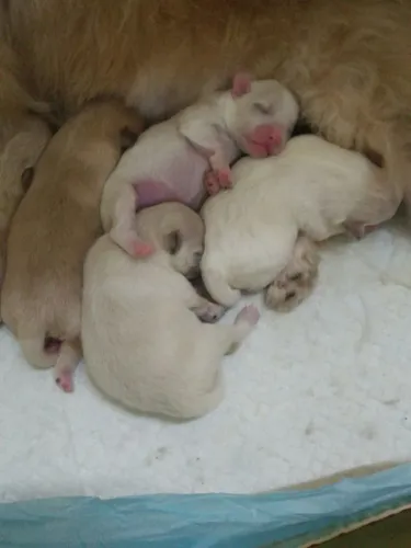 Filhote de cachorro ( mestiço de Shih Tzu com vira lata)