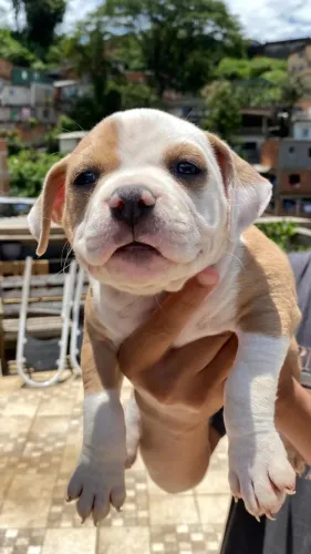 Filhote American Bully 