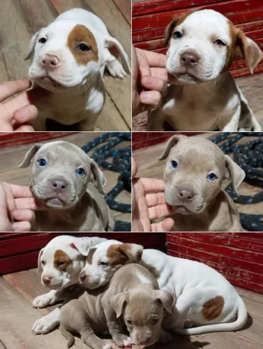 Lindos filhotes de Pitbull