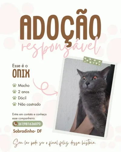 Doa-se gatos 