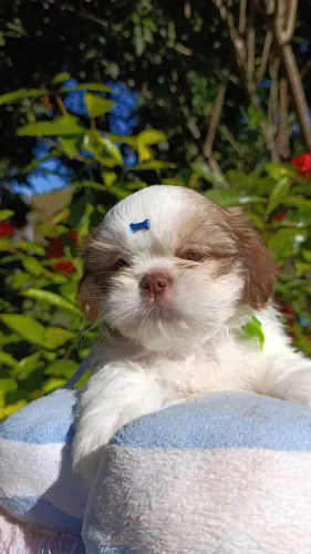 Shihtzu