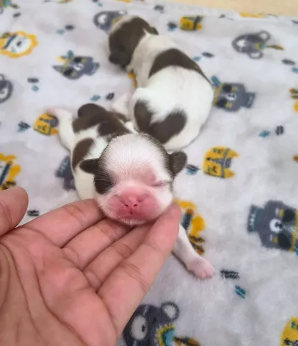 Shih tzu fêmeas micro linhagem fígado