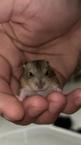 Hamsters 