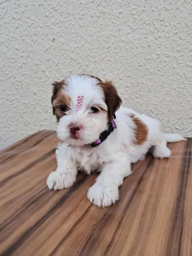Filhote de Shih-tzu com Poodle