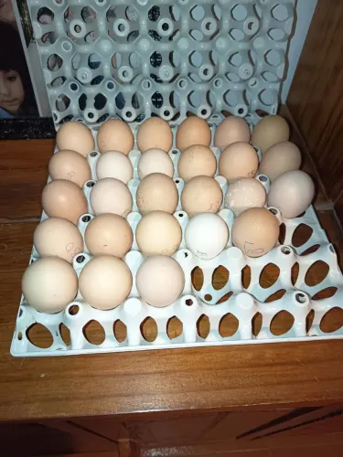 Ovos de galinha sertanejo balão