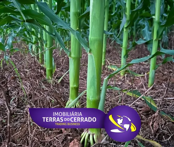FAZENDA COM ALTO POTENCIAL PRA IRRIGAÇÃO COM 330HECTARES, TERRA VERMELHA!!