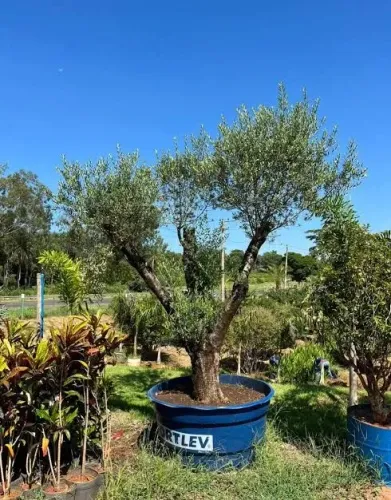 Oliveira 30 a 40 anos /// cód 00330b