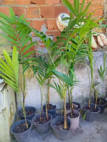 Planta