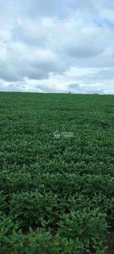 Fazenda com 4 dormitórios à venda, 4646400 m² por R$ 15.000.000,00 - Zona Rural - Uruaçu/G