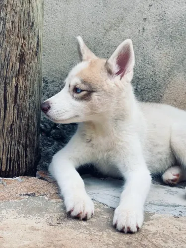 Husky Siberiano Fêmea