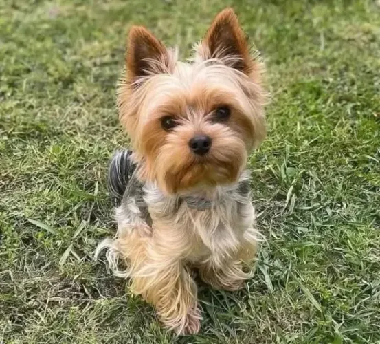 Filhote Yorkshire Terrier, Seja Recebido Todos os Dias Com Um Rabinho Abanando!
