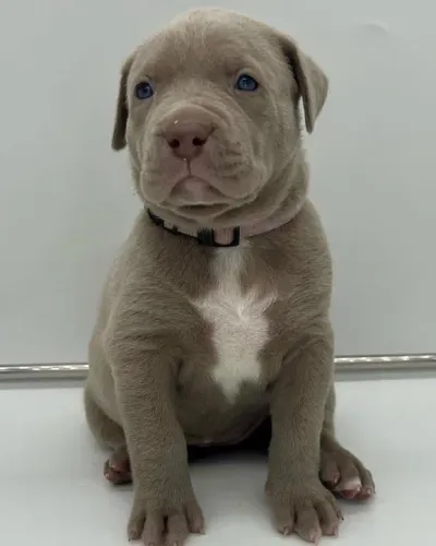 Fofinho filhote de Pitbull como tchutchucao