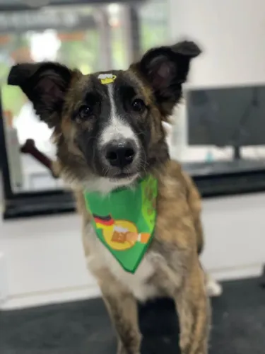 Doa-se Cachorro de 7 meses