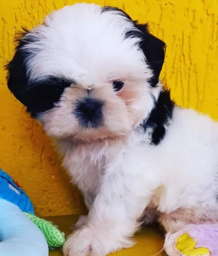 Shihtzu Macho Branco e Preto: Brincalhão e Esperto, Amor Certo 