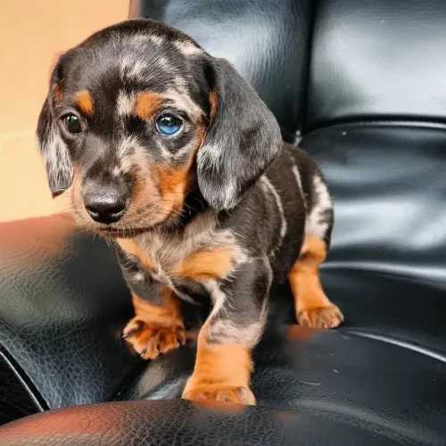 Dachshund Arlequim 