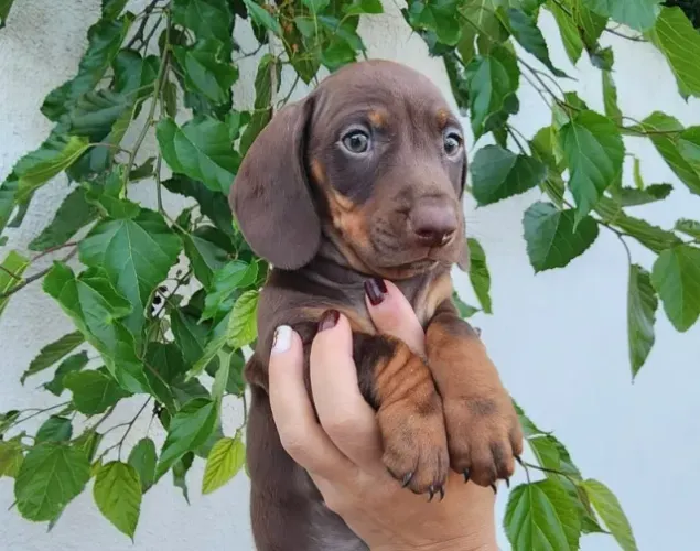 Dachshund Chocolate a Pronta Entrega!