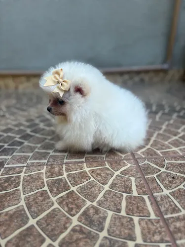 Fêmea Spitz Anãzinha 