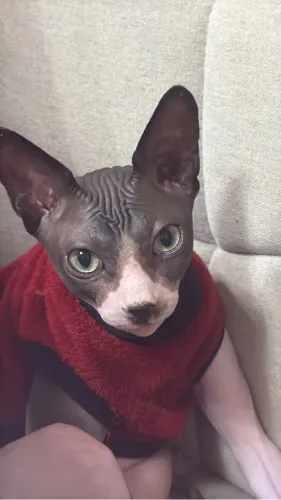 Gato macho sphynx pedigree inteiro jovem