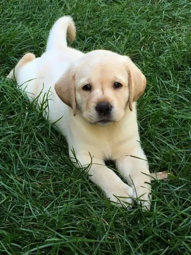 Filhote de labrador o companheiro que todo casal merece