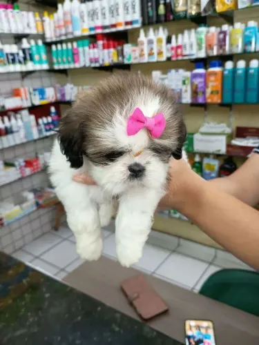 Shih Tzu Um filhote para quem busca qualidade e companhia