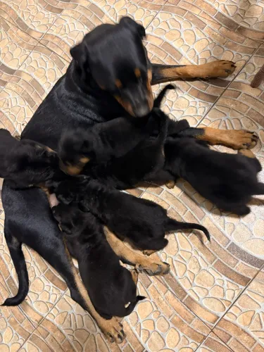 Rottweiler 