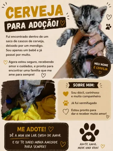Gatinho para adoção