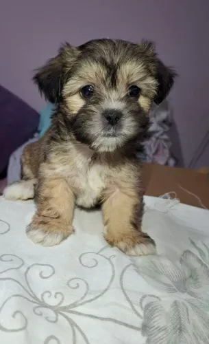 Vende-se Filhotes de ShihTzu