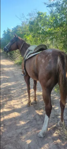 Vendo égua QM bem iniciada na direita ,já derrubando ,chama no chat mas informações 