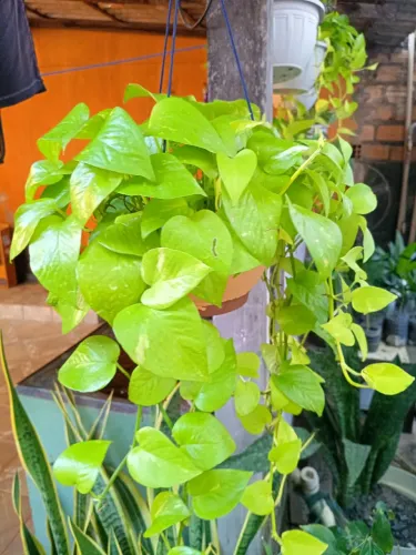 Planta ornamental pendente jiboia neonn